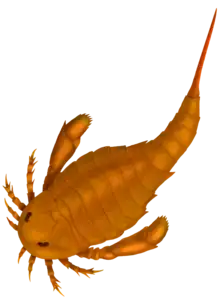 Adelophthalmus was the only genus of eurypterine eurypterid that survived past the Devonian