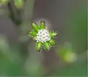 Close up of central flowers and unripe fruit