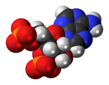 Space-filling model of the adenosine 3',5'-bisphosphate anion