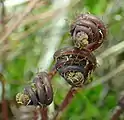 new fronds unfolding