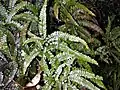 Rough Maidenhair Fern (Adiantum hispidulum)