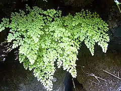 Delta Maidenhair (Adiantum raddianum)