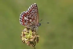 Female (green colouration)