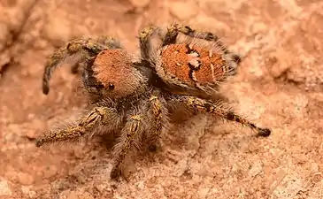 Adult female Phidippus carolinensis dorsal