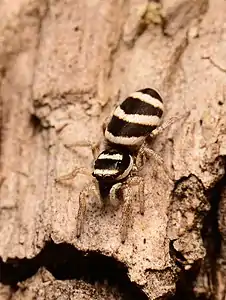 Female dorsal