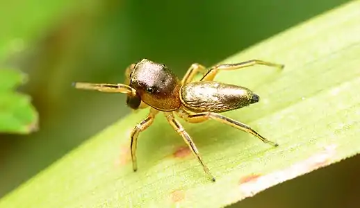 Female dorsal