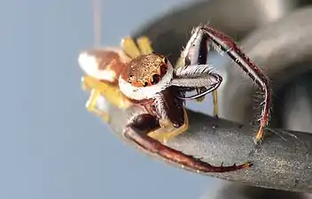 Adult male face