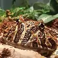 A close-up of an adult male High Red Ornate Pacman Frog.