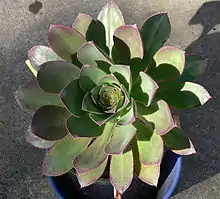 Aeonium hierrense