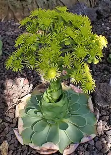 Aeonium aureum