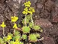 Aeonium simsii