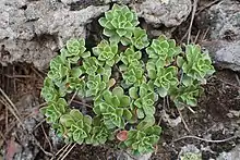 Aeonium spathulatum