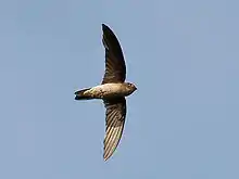 A black-nest swiftlet.