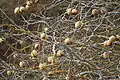 Buckeye husks split open (November)