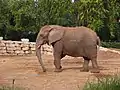 African elephant in the zoo