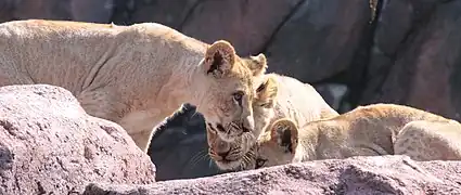 African lion cubs