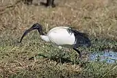 Black and white bird