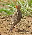 Juvenile A. c. rufuloides showing heavy mottling on the mantle plumage