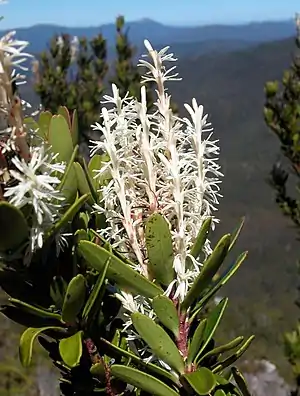 Figure 2. Morphology of Agastachys odorata erect flowers spikes