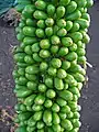 Fruits developing following bloom