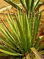 Agave filifera