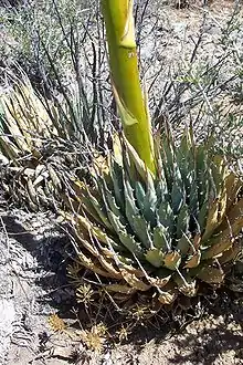 Agave utahensis