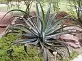 Agave vilmoriniana