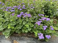 Floss flower - Ageratum houstonianum 'Blue Horizon'