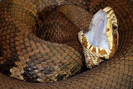 Typical defensive display of a Florida cottonmouth (A. conanti) from north-central Florida (9 April 2011)