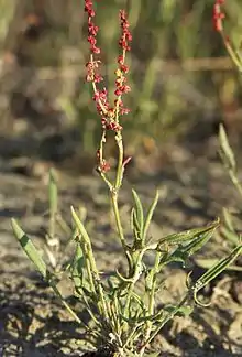 Sheep's sorrel