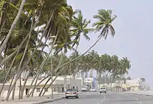 Trees along a road