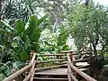 Wooden bridge in the Africa beds