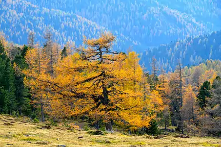 Larch emunicipality Albeck, district Feldkirchen, Carinthia / Austria