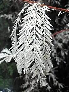 The foliage of an "albino" exhibiting lack of chlorophyll