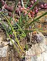 The leaves of Albuca viscosa are sticky ("viscous")