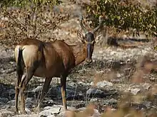 From Namibia