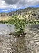 An alder tree at Ullswater