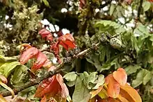 Fruits and leaves of "Alfaroa costaricensis". Costa Rica, northern Cordillera de Talamanca, Savegre valley near San Gerardo de Rivas, ca. 2300 m.