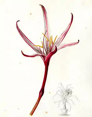 Crinum amabile