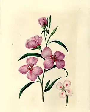 Clarkia rubicunda