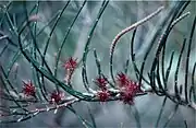 Female cones