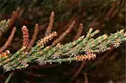 Branchlets and male spikes