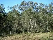 Habit near Brisbane