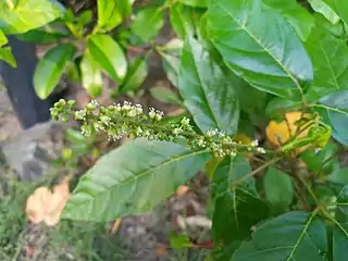 Flowers -  QLD, Australia, April 2022