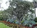 Grove of tree aloes, with blue Agave attenuata, Huntington Desert Garden