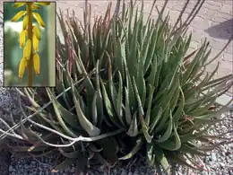 Sábila(Aloe vera)