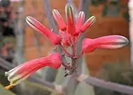 Close-up of flowers.