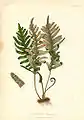 Polypodium incanumby Alois Lunzer from The Native Flowers and Ferns of the United States