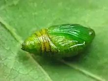 Pupa