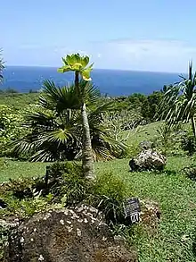 Plants on hilside overlooking ocean